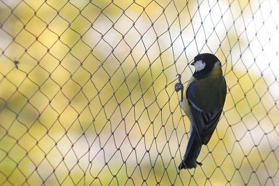 BIRD NETTING IN WARJE MALWADI